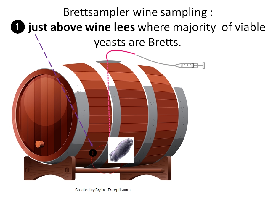 Brettanomyces above wine lees sampling