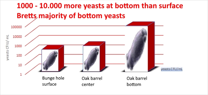 Brettanomyces gradient with oak barrel depth