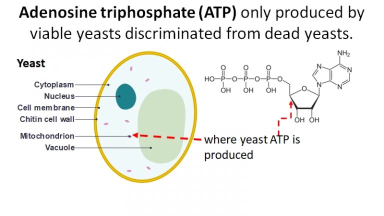 intracellular ATP in yeast cell