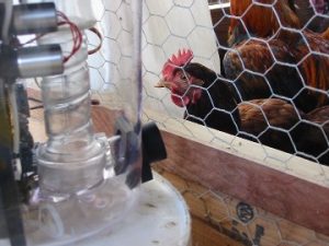 Sass used for Newcastle virus in poultry