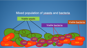 mixed population of yeasts & bacteria
