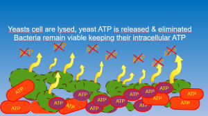 yeast lysis not damaging bacteria